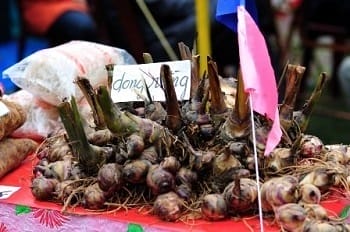 tubercule-galanga