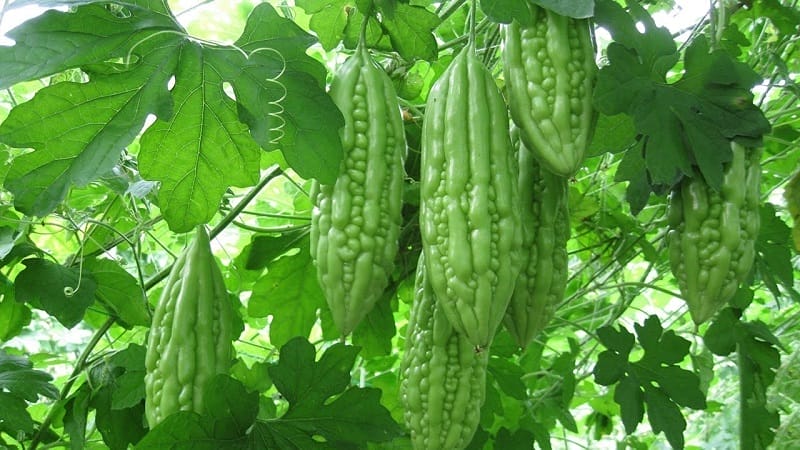 muop-dang