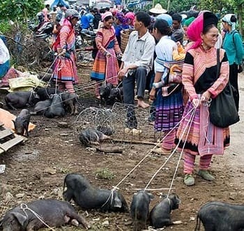 petit-cochon_lao-cha