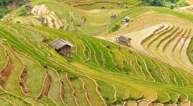 bac-ha