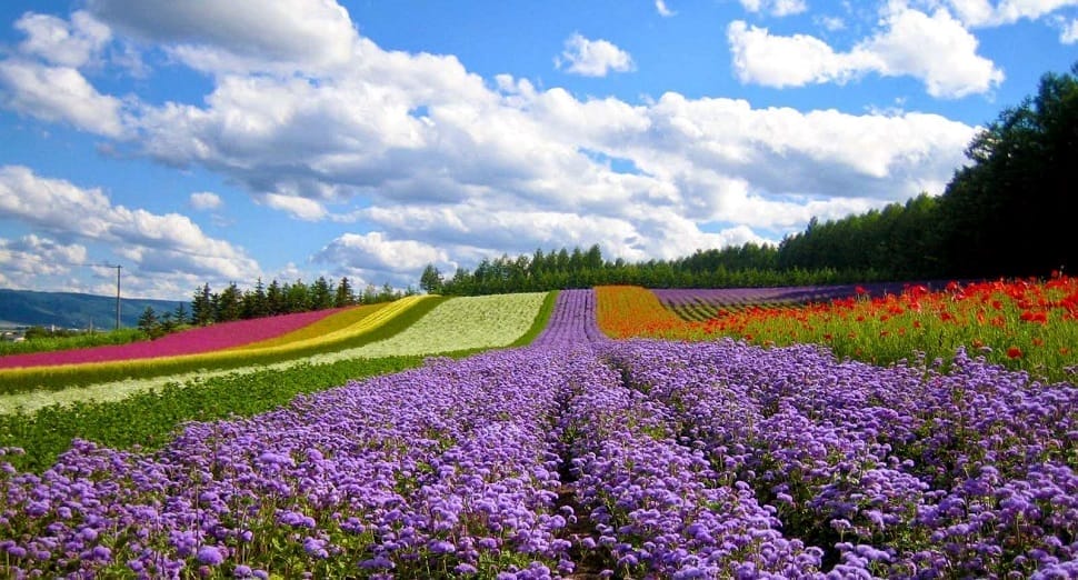 champ-fleurs_dalat