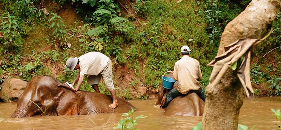 elephants-bmt