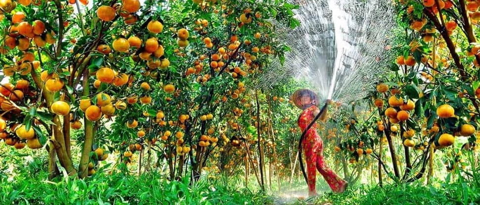 Fruitiers