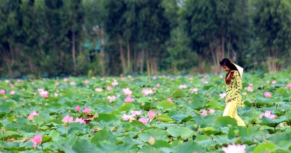 lotus