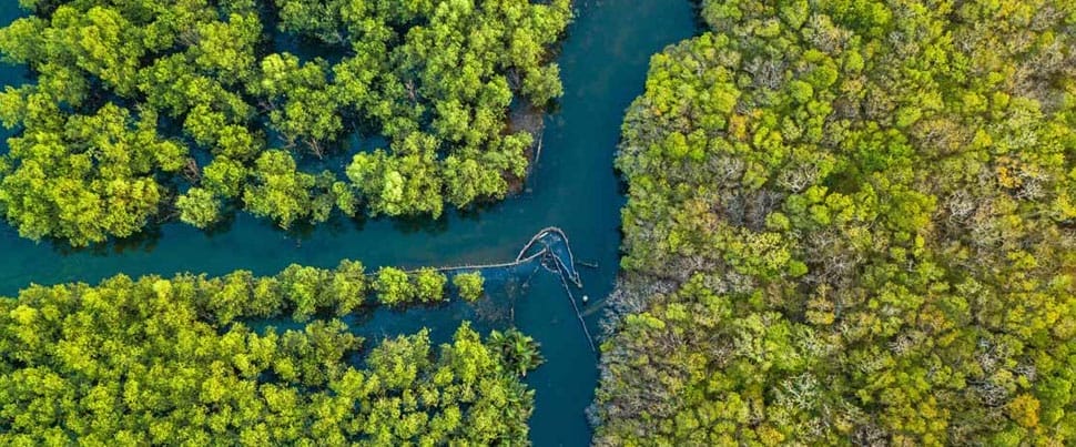 Mangrove-Ca-Mau