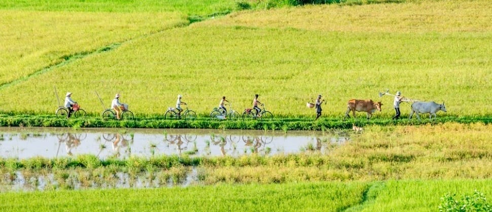 rizieres-mekong