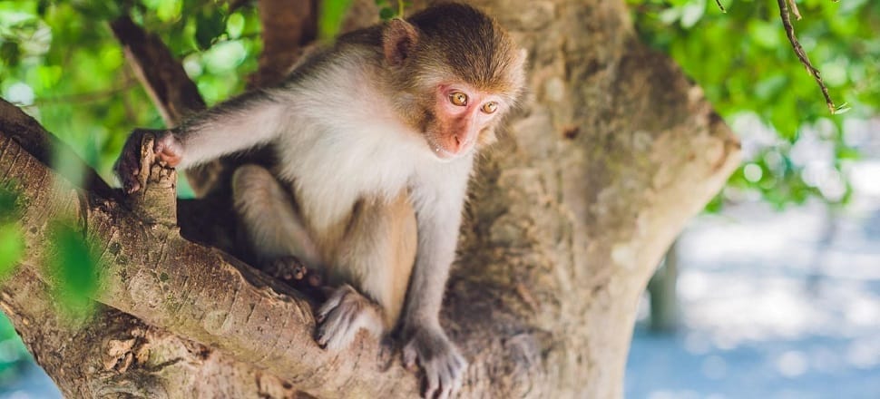 monkey-island