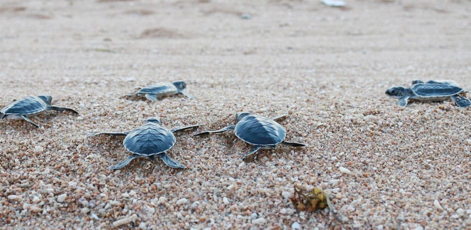 Parc-Tortues