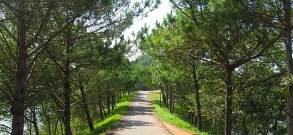 pinede_mang-den