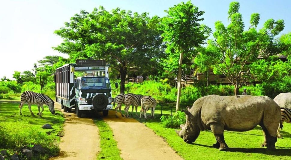 safari