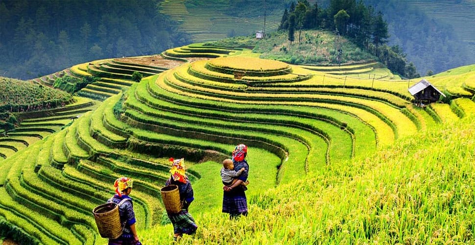sapa