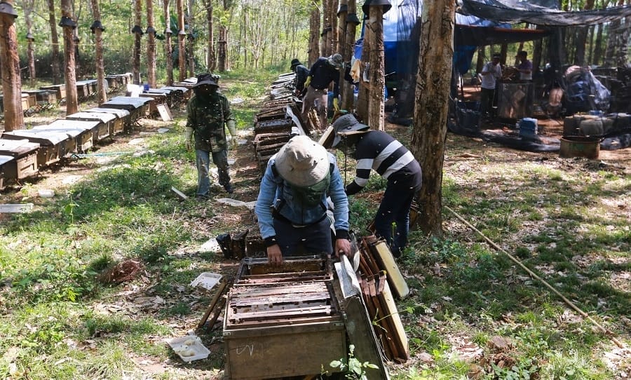 apiculture-vietnam
