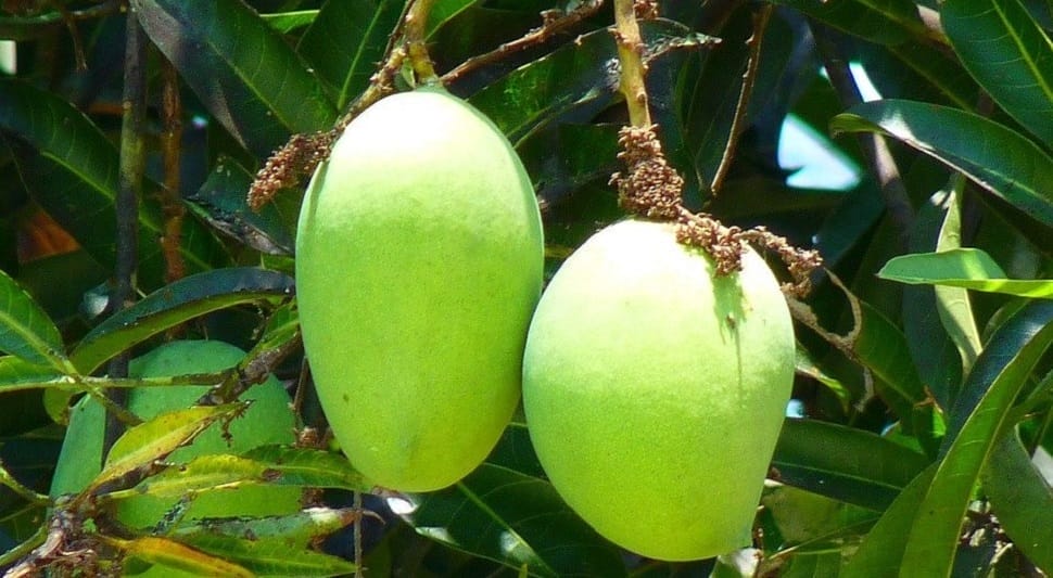 mangue-vietnam