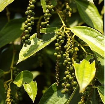 poivre_kampot
