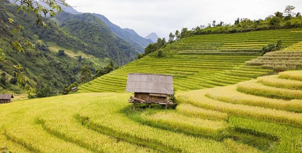 rizieres_nord-vietnam