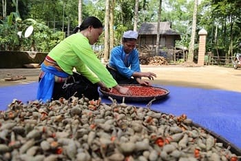 thai_hat-doi