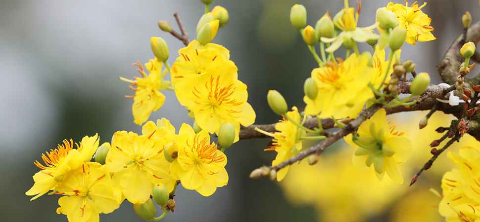 Abricotier pour le Nouvel An