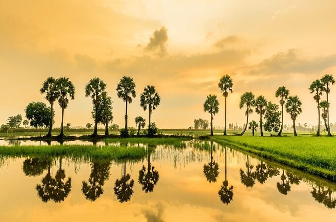 Les champs de riz à perte de vue An Giang