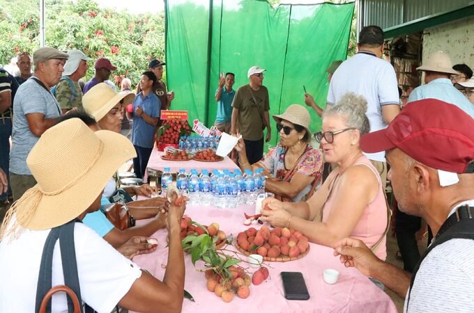 Groupe de touristes français visite et déguste des litchis