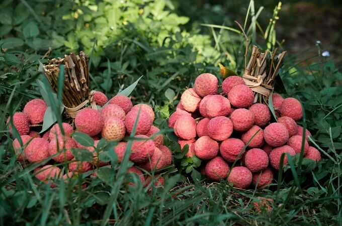 Litchis de Luc Ngan, une spécialité unique de Bac Giang