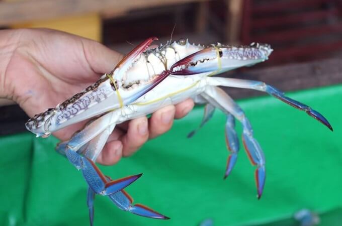 Crabe batailleur sauce poivre vert est une spécialité