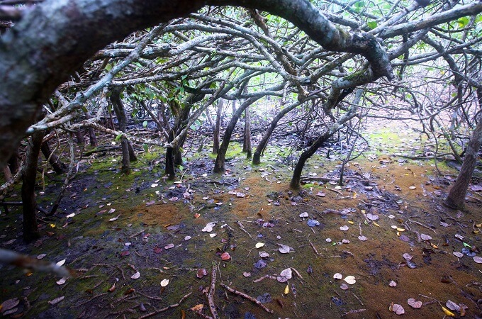 Les forêts de mangroves
