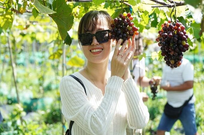 Découvrez la ferme viticole à Ben Tre