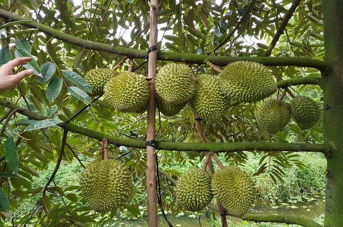 Jardin de fruit durian de Cai Mon