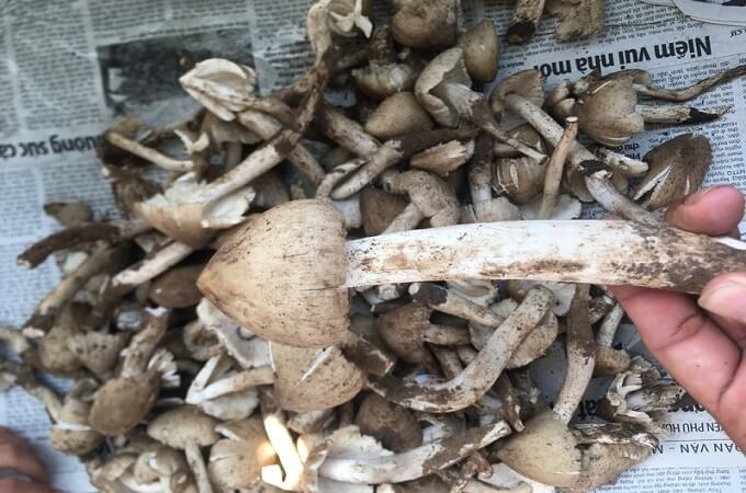 Le goût du champignon termite est vraiment exceptionnel et inégalable à n’importe quel produit naturel