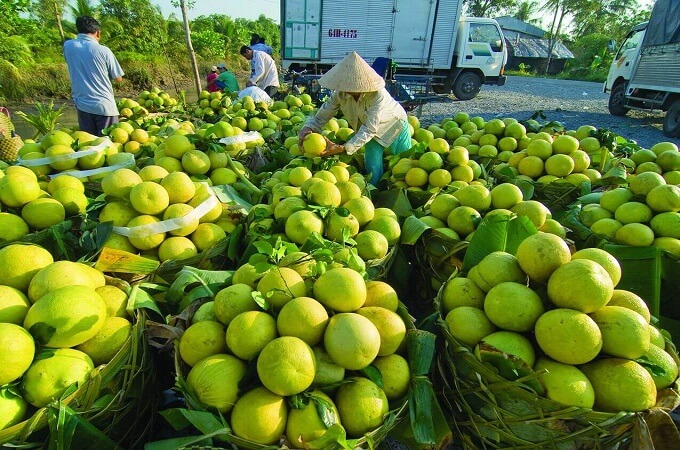 Ben Tre est le royaume des cocotiers