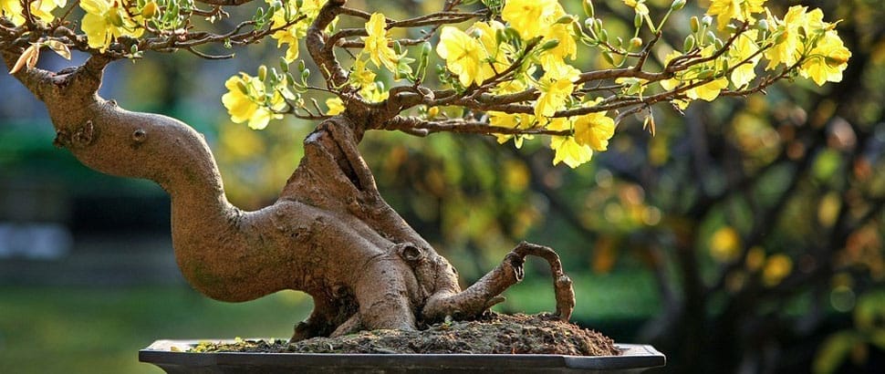 Bonzai