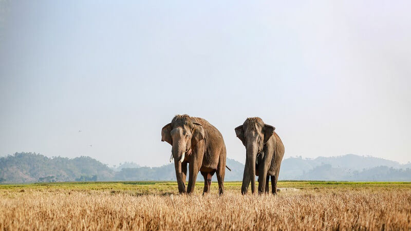 Les éléphants de Buon Ma Thuot