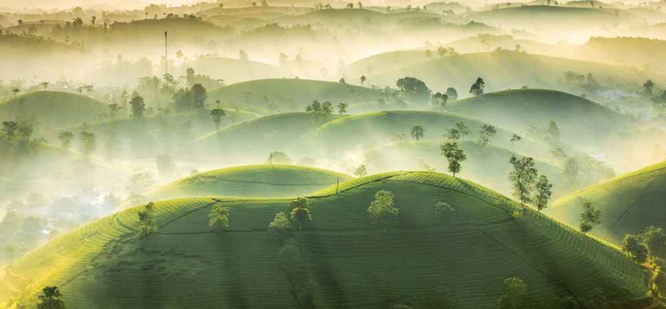 Les collines de the de Long Coc a Phu Tho