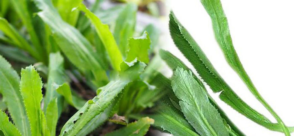 coriande épineuse