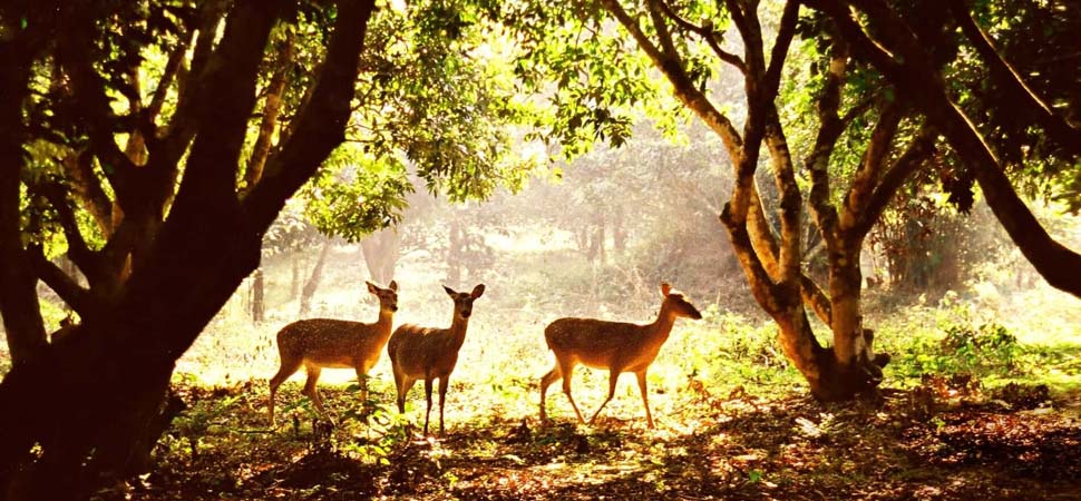 Randonnée au parc national de Cuc Phuong