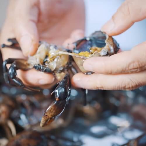 Préparer les crabes