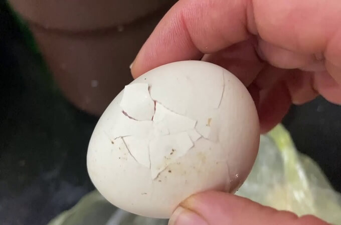 Le sel coagule instantanément et scelle les fissures de la coquille