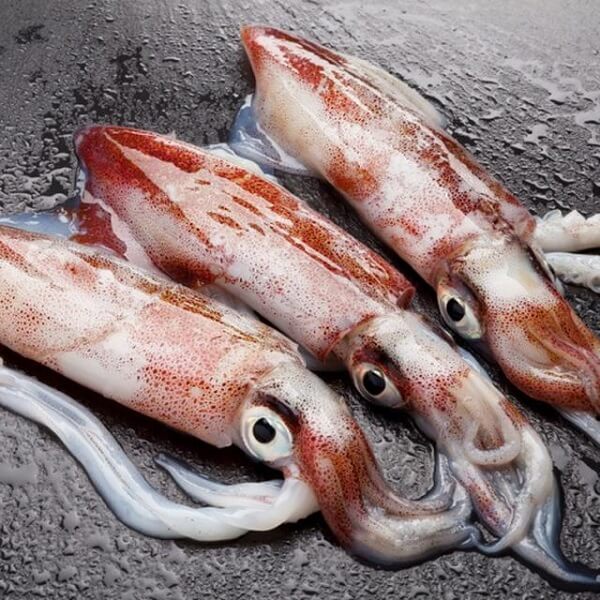 Comment choisir des calmars frais