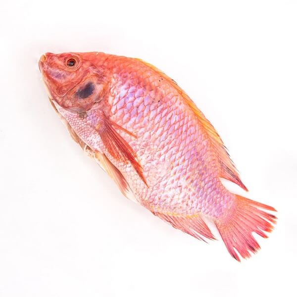 Comment choisir un tilapia rouge frais