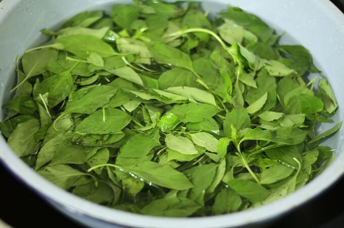 Feuilles de basilic citron, lá é