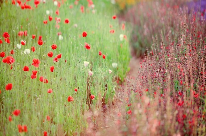 Les jardins de fleur à Da Lat attirent toujours un grand nombre de visiteurs chaque année
