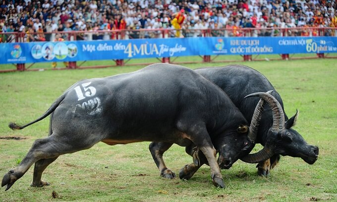Festival de combat des buffles de Hai Phong