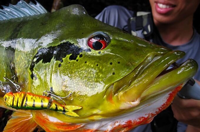 Le poisson Hoang De est originaire d’Amérique du sud sous le nom scientifique de Cichla ocellaris