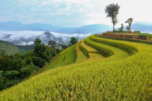 Champs en terrasses à Ha Giang