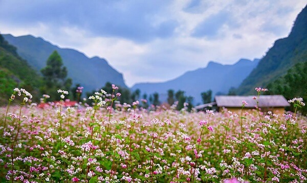 Commune Sung La et ses fleurs