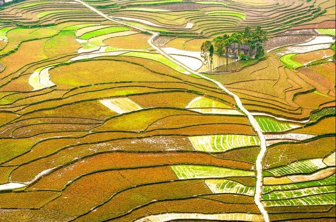 Les champs de riz à perte de vue, Dong Van, Ha Giang