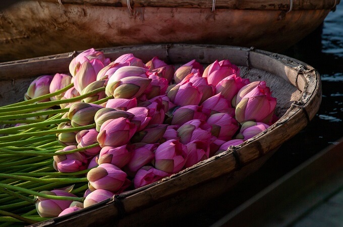 La beauté exceptionnelle des fleurs de lotus, Hanoi