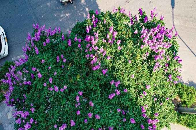 Le mois de mai correspond à la floraison de lagerstroemia speciosa (bằng lăng tím) avec la couleur violette caractéristique, Hanoi