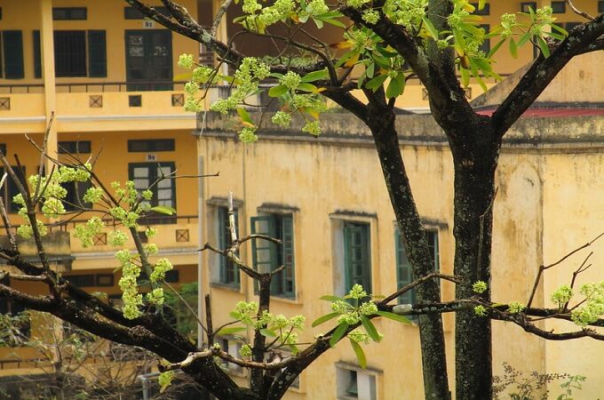 Le parfum des fleurs d’alstonia scholaris se répand dans des rues de la capitale Hanoi