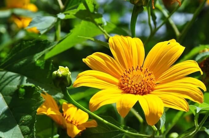 Le tournesol sauvage mexicain est également un type de fleur de la famille des marguerites